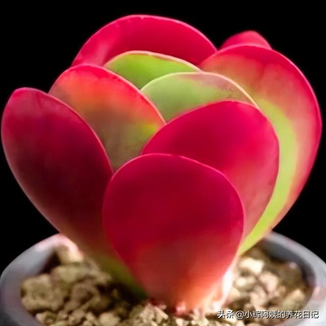 多肉植物福兔耳的养殖和繁殖方法，福兔耳多肉开花（回声、唐印、福兔耳、白帝城、阿尔比芙洛亚）