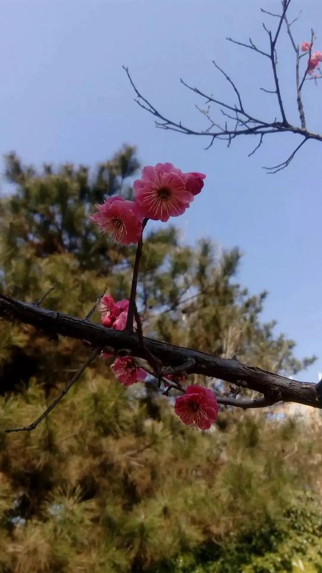 桃花象征着什么，桃花象征什么高贵品质（是人们对自由和美好生活的象征）