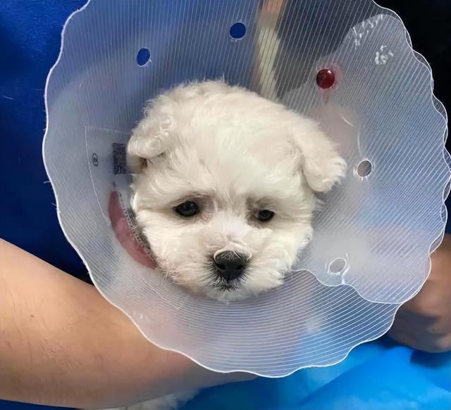 比熊犬多少钱一只，比熊多少钱一只（巴比熊犬价格）