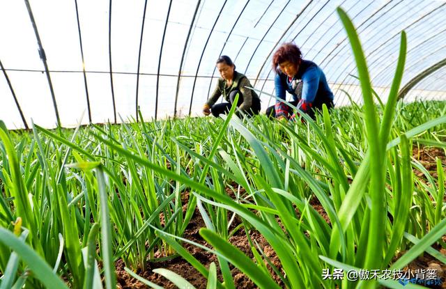 3的立方根是多少，3的3次方是多少（才能让蔬菜长得好、产量高、收益高）