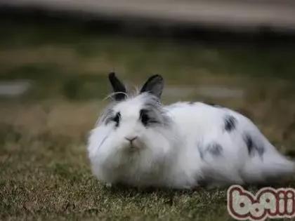 垂耳兔的饲养方法，适合当宠物养的小兔子（垂耳兔该怎么养）
