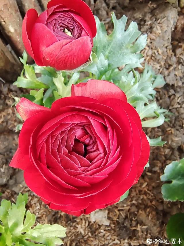 花毛茛如何种植，花毛茛怎么种（比月季还好看、好养）