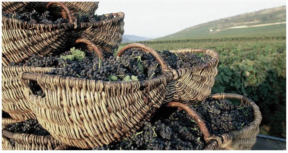 黑桃A酒是什么酒，黑桃A到底是什么酒（你所不知道的黑桃A香槟8件事）