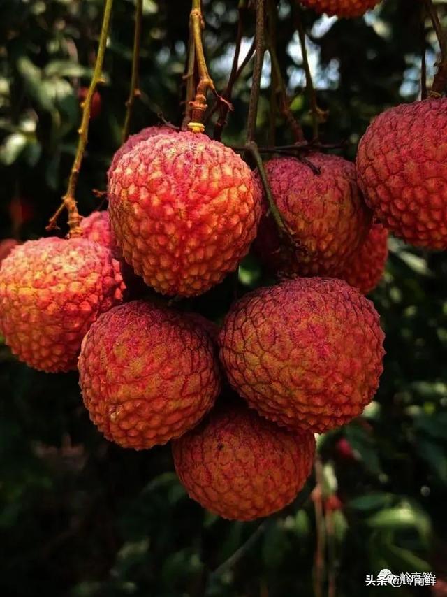 荔枝图序原文，荔枝图序原文及拼音朗读（中国最好吃的荔枝在哪里）