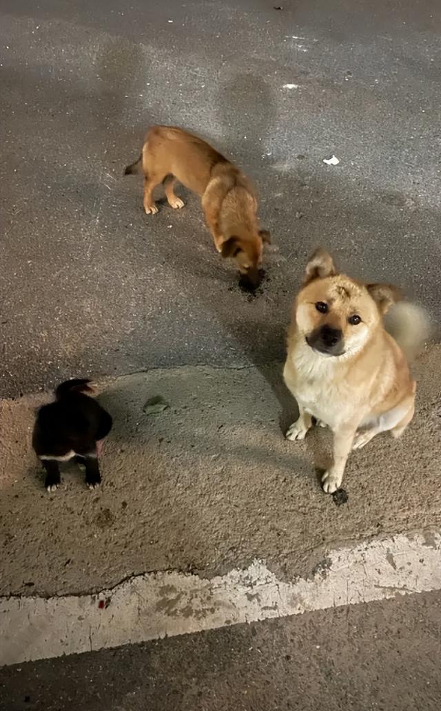 狗狗一天吃几顿，成年狗狗一天吃几顿最好（不一定是挑食，有这些原因）