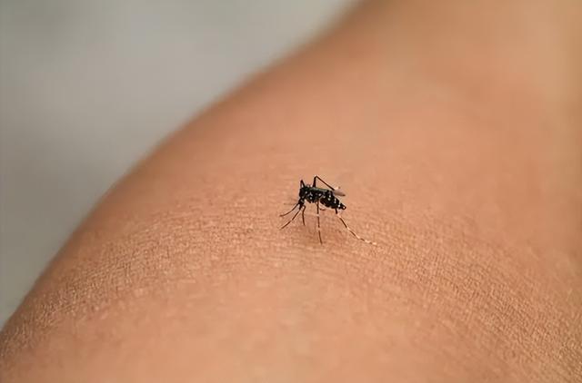 花蚊子，个头不大毒性强（花蚊子怎么消灭掉）