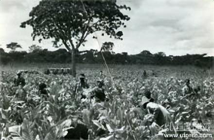 香烟品牌大全及价格表，香烟品牌大全及价格表10至20元（价格低廉却很受欢迎）