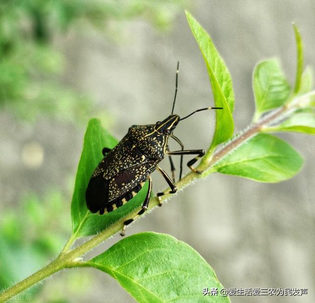 九香虫怎么养好，九香虫的生长环境（十种不被待见的昆虫）
