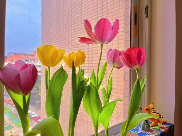 花朵系列背景图，花朵背景图片大全高清唯美（温馨又治愈的花朵背景图）