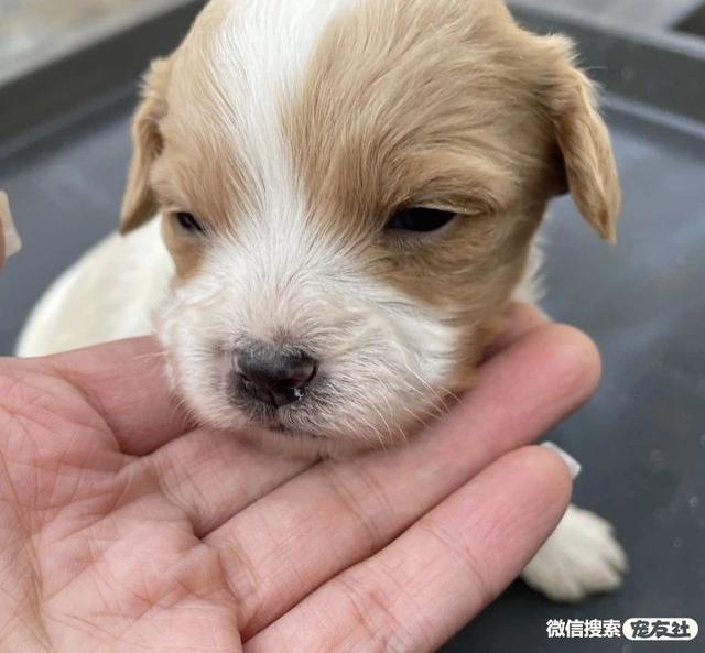 哪里会收养狗狗，如何领养狗狗（同城附近宠物店领养送养平台, 无偿幼猫咪狗狗救助-1216宠友社）