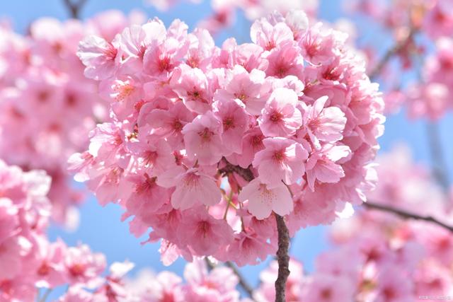 郑州樱花园在哪里，去郑州看樱花哪里好（郑州适合春天适合带孩子玩的宝藏地）