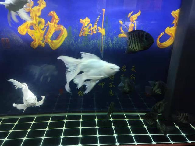 三国时的七星刀何在，七星刀鱼和什么鱼混养（我们要谨防观赏鱼爆发小瓜虫病）