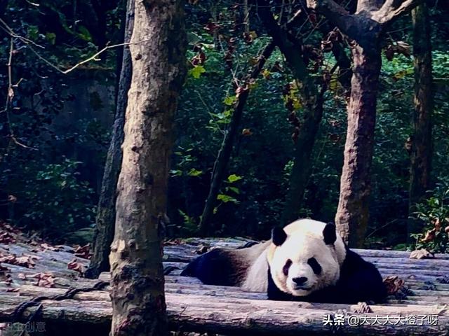 蚩尤骑熊猫什么梗，蚩尤当年骑的真是熊猫吗（蚩尤的坐骑其实是大熊猫）