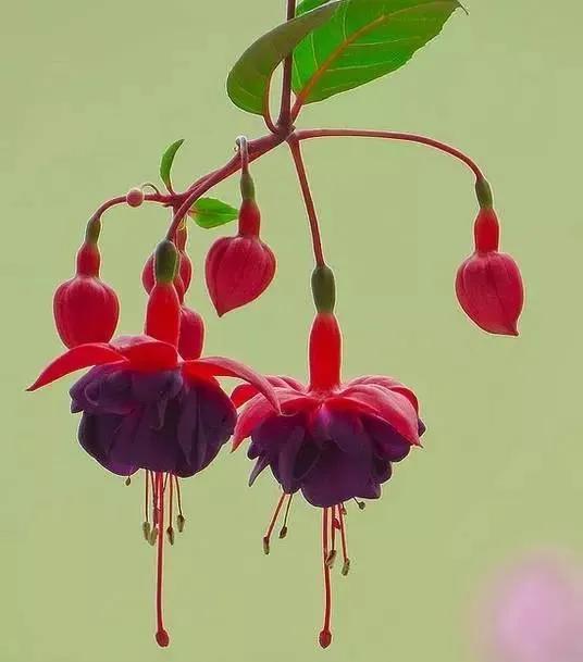 灯花有什么寓意，各种花灯的寓意（吉祥的灯笼花）