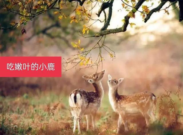 夏天景物描写片段，夏天景物描写片段150字（带你走进如画的风景里）
