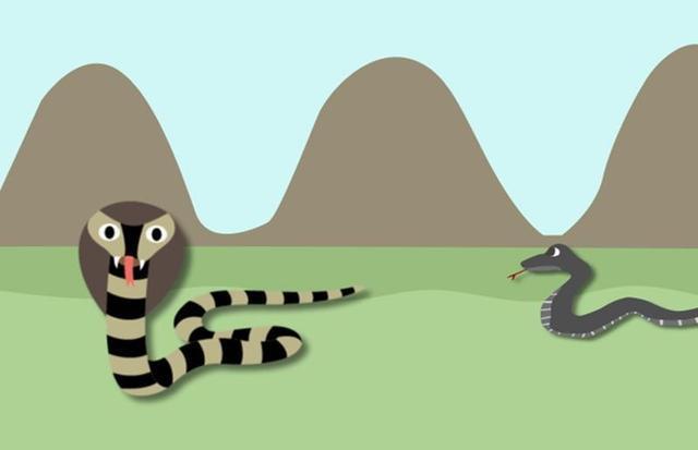 眼镜王蛇能打过网纹蟒吗?