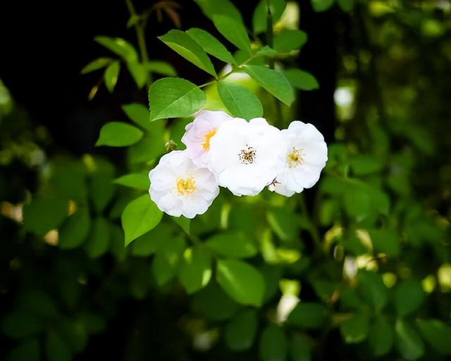世界上最漂亮的花，世界上最漂亮的十种花（世界上最美的花，只为他开放）