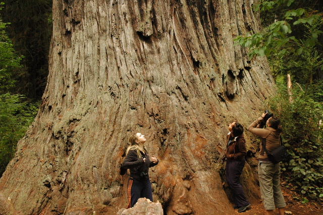 世界上最高的树，世界上最高的树排名（盘点世界最高的5棵巨树）