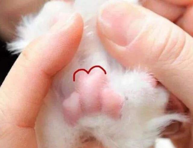 如何从猫咪的肉垫看出性格，猫咪的肉垫形状