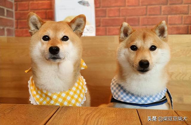 狗碗什么材质好(陶瓷狗碗好吗)