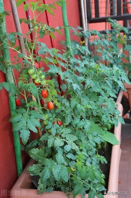 阳台用花盆种植什么蔬菜，阳台用花盆种植什么蔬菜好（家里阳台上可以种6种蔬菜）