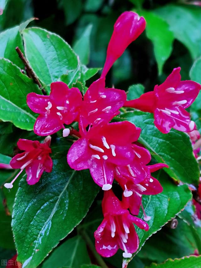 五彩锦带的养殖方法和注意事项，五彩锦带的养殖方法和注意事项有哪些（愿你人生前程似锦、绚丽多彩）