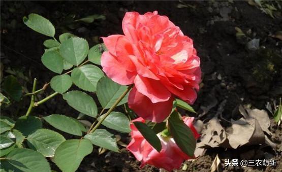 月季花的生长过程，月季从播种到发芽、长叶、开花的全过程（附带图片大全和种植方法）