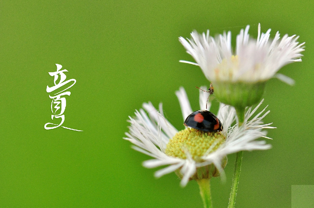 立夏节气的古诗，有关二十四节气的古诗（古诗词中的立夏之美）