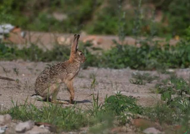 男子捡回兔子繁殖百只，男子捡回兔子繁殖百只兔子视频（繁殖能力如此爆表）