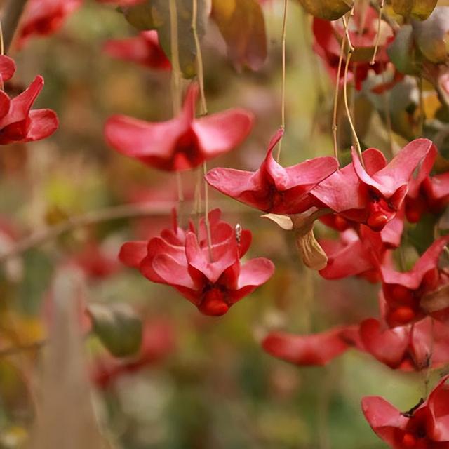 冬天有什么花开放，冬季开花的花卉有哪些（8种“稀罕花”）