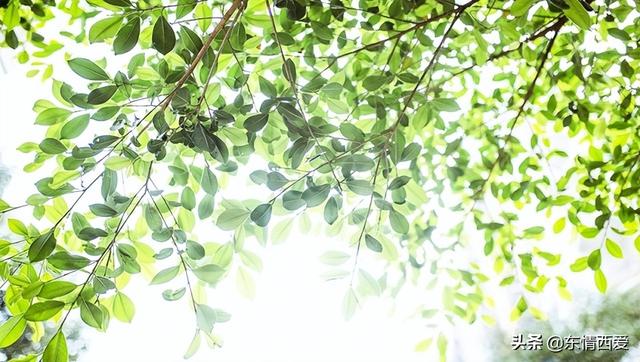 很无奈很无奈的朋友圈说说，朋友圈很无奈的句子（心情低落的句子）