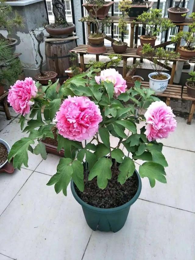 牡丹花简介，圣代牡丹花简介（有“3怕”要避开）