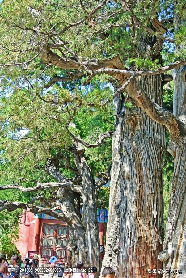 松柏本孤直,难为桃李颜，松柏本孤直（东风第一枝.古柏赋）