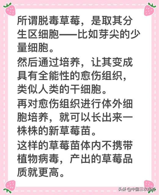 孕妇能吃草莓吗，产妇能吃草莓吗喂奶期间（鸡冠子、大扇子……这些形状的草莓敢吃吗）