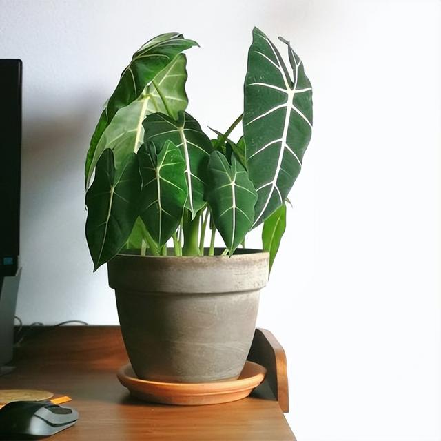 绿天鹅绒海芋养殖方法，5种“贵族花”（绿天鹅绒海芋养殖方法图片）