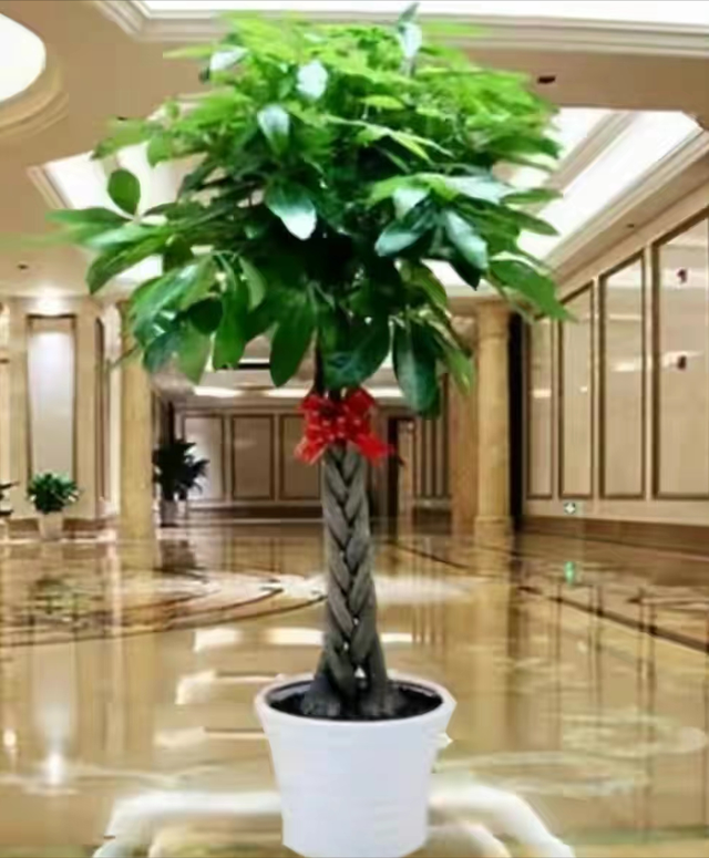 家养大叶藤蔓花，6种大叶花,家里放一盆,高档大气,喜庆吉祥空气好