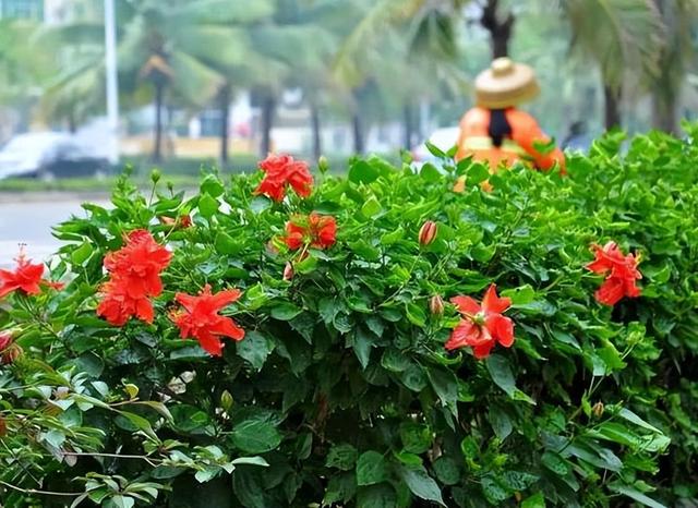 别墅庭院围墙遮挡植物有哪些，别墅围墙绿植（看上去“清清爽爽”）