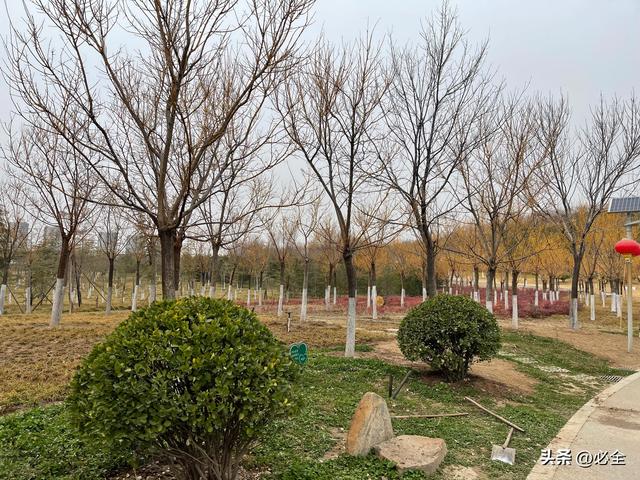 客观原因是什么意思，客观原因什么意思是什么（为啥树木会出现僵苗）