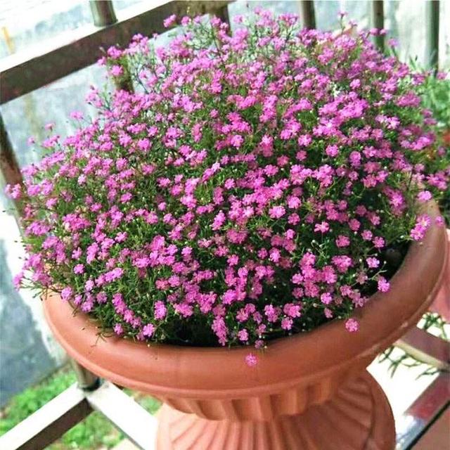 满天星的养殖方法和注意事项，花朵繁多、开成花球、简单美好