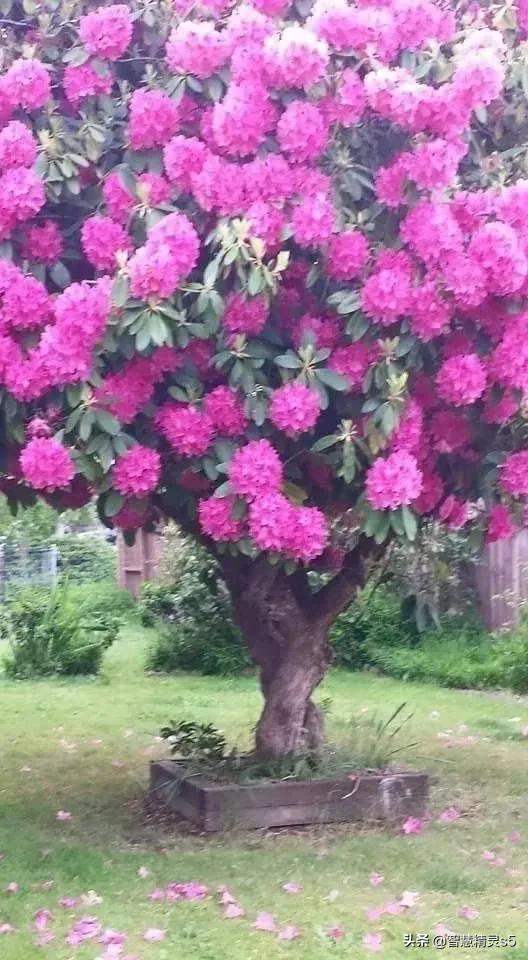 铁树开花的方法，铁树开花的方法有哪些（铁树开花了，也有芬芳的一天）