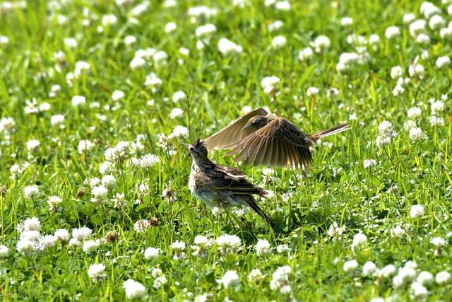 天籁是什么意思，人籁、地籁与天籁