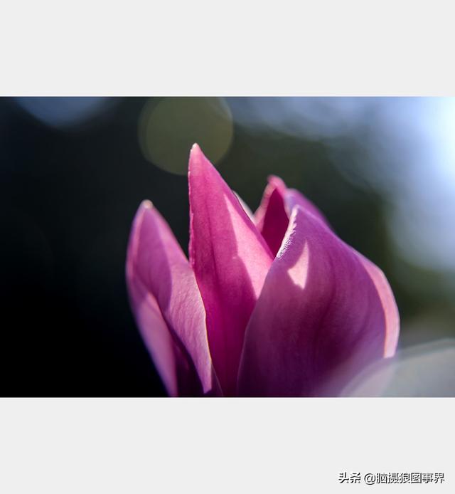 好看的图片。，好看的图片背景（实拍25张唯美的花草照片）