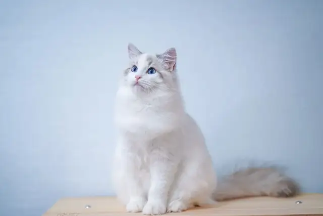 猫咪是怎么分辨主人和陌生人的？
