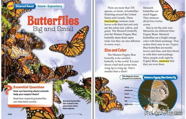 自然拼读什么教材好用，少儿自然拼读法哪个教材好（深度解析美国加州Wonders这套大神教材）