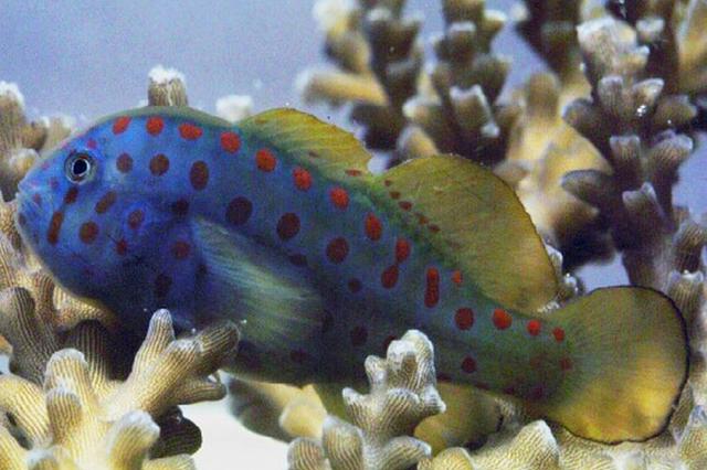 紫鳗虾虎鱼,随意改变性别的能力(紫鳗虾虎鱼怎么吃)