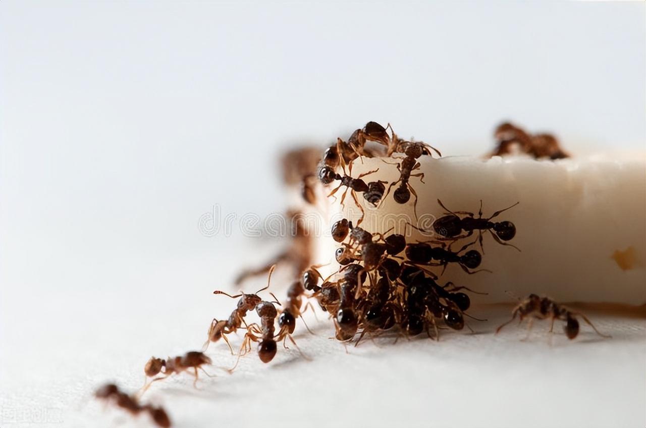 家里有蚂蚁怎么能彻底消灭（教你4个妙招安全管用）