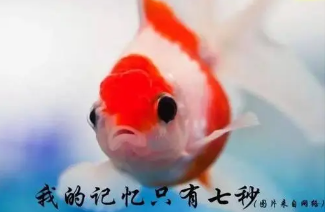 蒸馏水导电吗，蒸馏水导电吗百度百科（4个你深信不疑的“常识”）