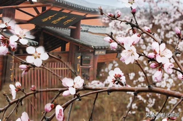 武汉市花是什么，武汉什么花是市花（三月的湖北全是花花花花花花）