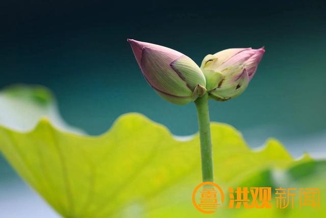 含苞待放 并蒂莲惊现南昌秋水广场