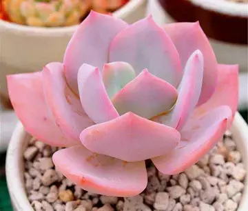 怎么养多肉才又矮又肥，多肉越长越高怎么修剪（这四点记住可以让多肉叶片变得胖嘟嘟）